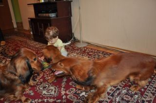 NADIM jamniki Kollapsar